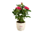 Roseto in vaso bianco con la scritta 'I LOVE YOU MOM' e mani che si tengono.