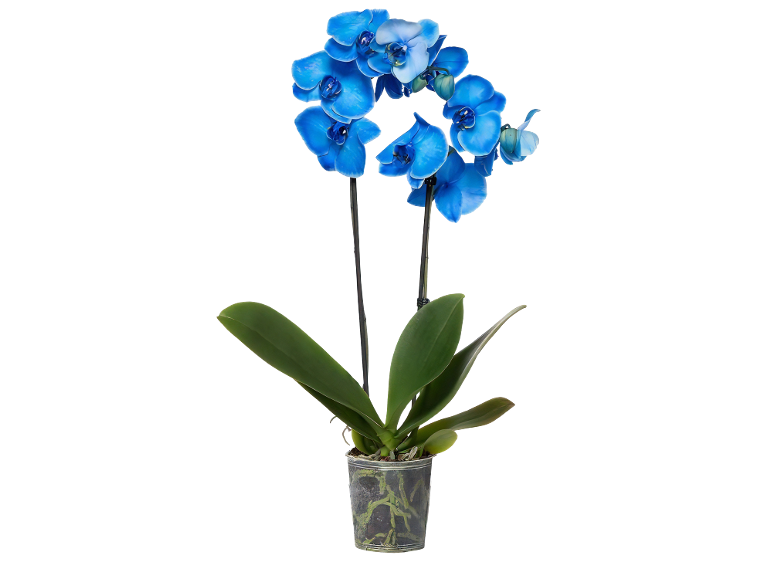 Orchidea blu in vaso trasparente con foglie verdi.