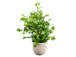 Pianta verde in vaso beige su sfondo nero.