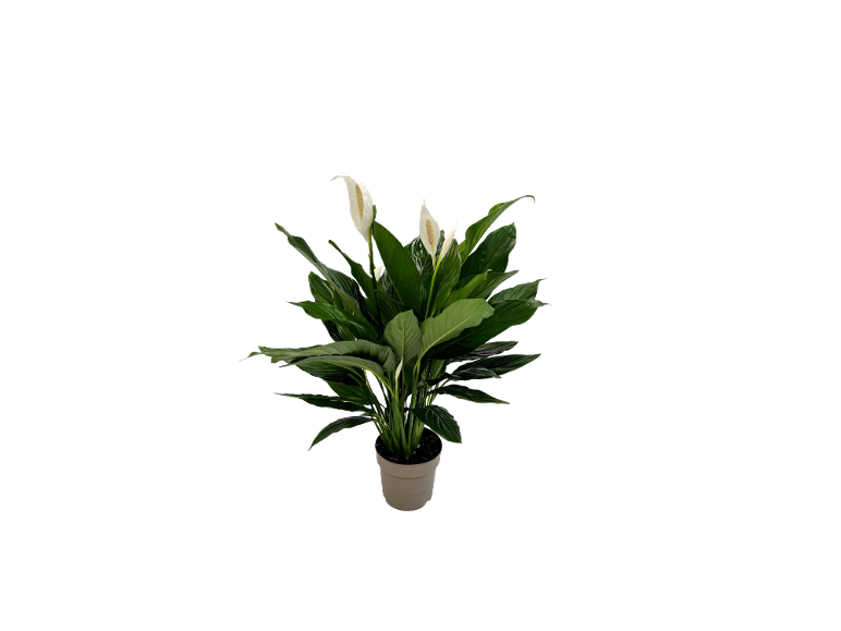 Pianta di spatifillo con fiori bianchi in un vaso grigio