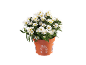 Pianta di aster bianco in vaso di terracotta con testo