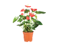 Pianta di anthurium in vaso con vivaci fiori rossi e foglie verdi.