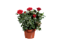 Rosa in vaso con fiori rossi vivaci e foglie verdi lussureggianti.