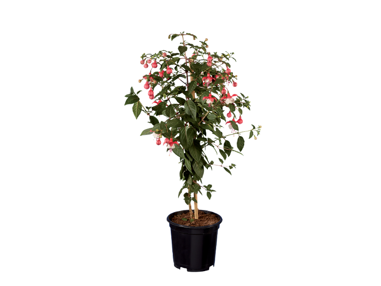 Pianta di fucsia in vaso con fiori rosa e bianchi su sfondo nero.