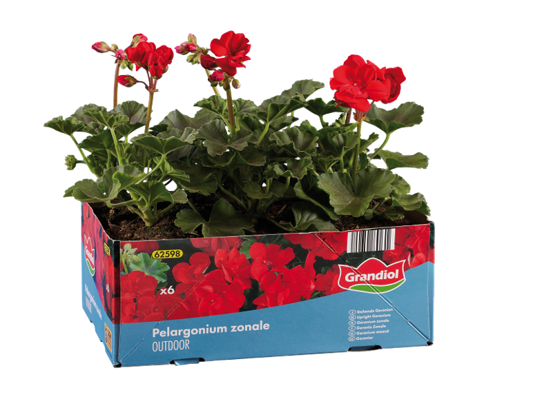 Gerani rossi in una scatola di cartone con la scritta 'Pelargonium zonale OUTDOOR'.