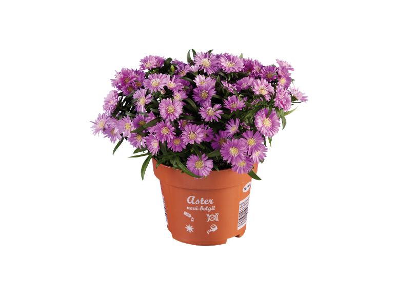 Pianta di aster novi-belgii in vaso arancione con fiori viola e foglie verdi.