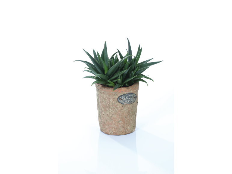 Pianta verde in vaso di terracotta con targa 'PLANTS'.