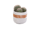 Cactus in un vaso bianco e marrone