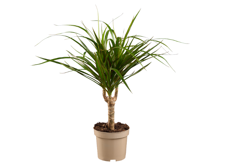 Pianta da interno con lunghe foglie verdi in un vaso beige.