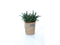 Pianta verde in vaso di terracotta con targa 'PLANTS'.