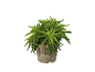 Pianta verde in vaso marrone con etichetta '100% Recycled & Recyclable Plastic'.