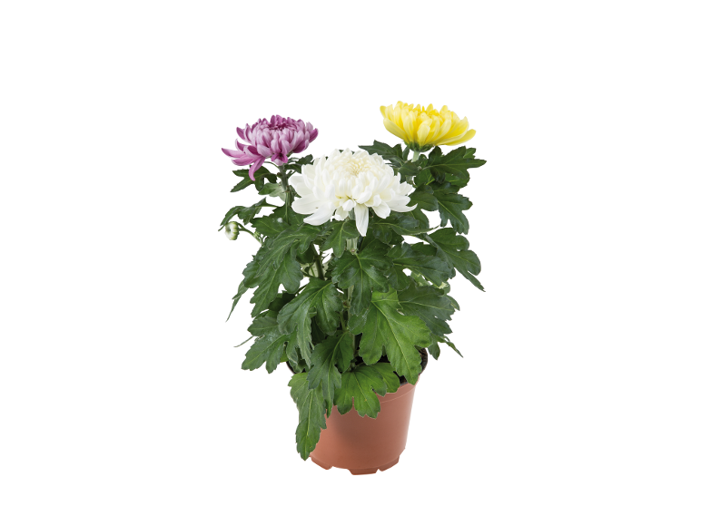 Crisantemi in vaso con fiori bianchi, gialli e viola