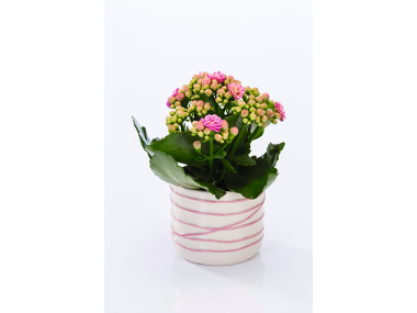Mini piantine fiorite