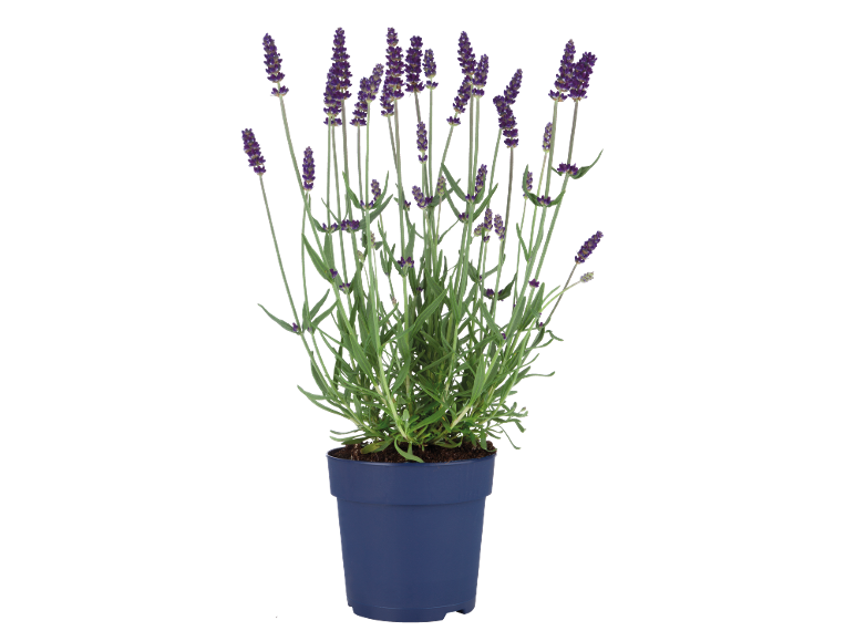 Pianta di lavanda in vaso blu con fiori viola su sfondo nero.