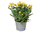 Vaso di crisantemi gialli con la scritta 'Chrysanthemum indicum'