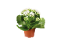 Pianta di kalanchoe con fiori bianchi in un piccolo vaso di terracotta.