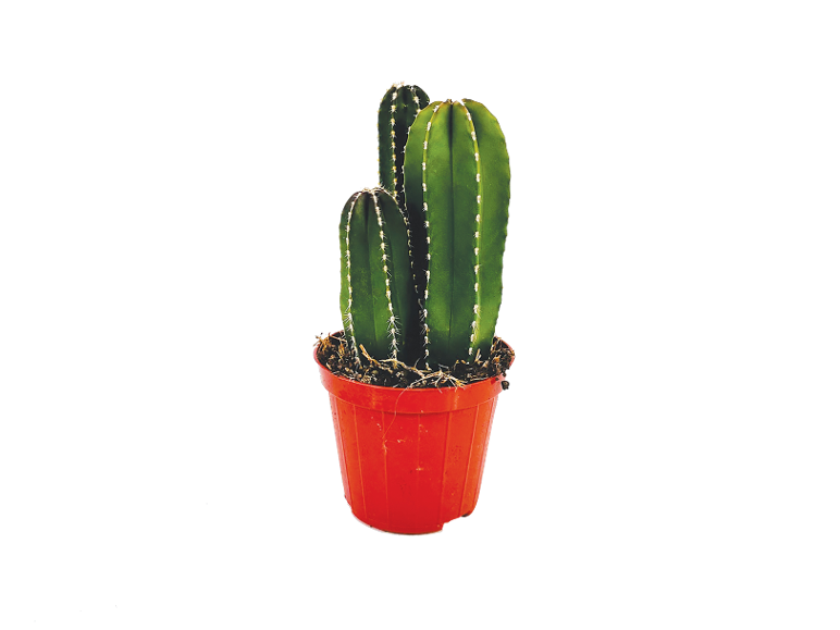 Cactus verde in vaso rosso