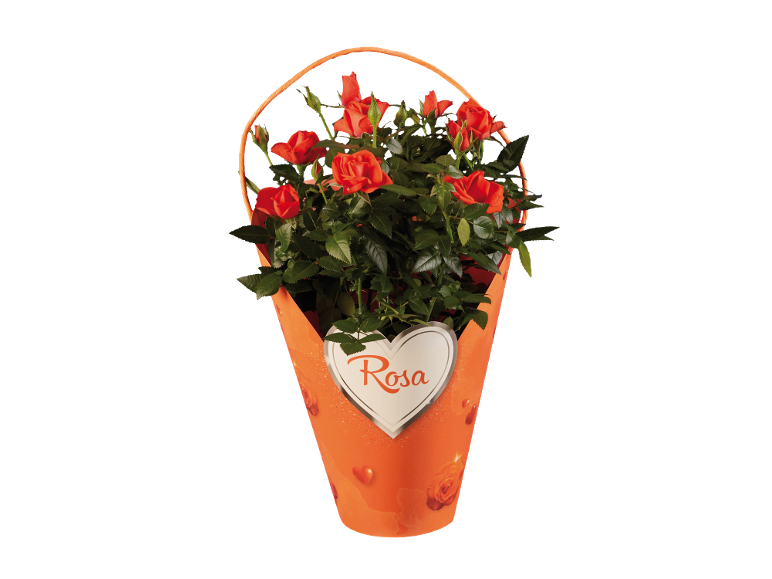 Rosa in vaso con fiori rossi in confezione arancione con cuore che recita 'Rosa'.