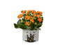 Pianta di Kalanchoe arancione in vaso con decorazione a casa stregata di Halloween.