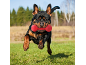 Rottweiler giocoso che salta con un giocattolo rosso in bocca in un campo verde.