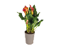 Pianta di calla in vaso grigio con fiori rossi e arancioni