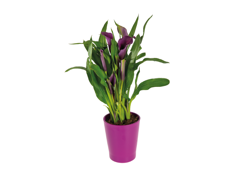 Pianta di calla viola in vaso fucsia.