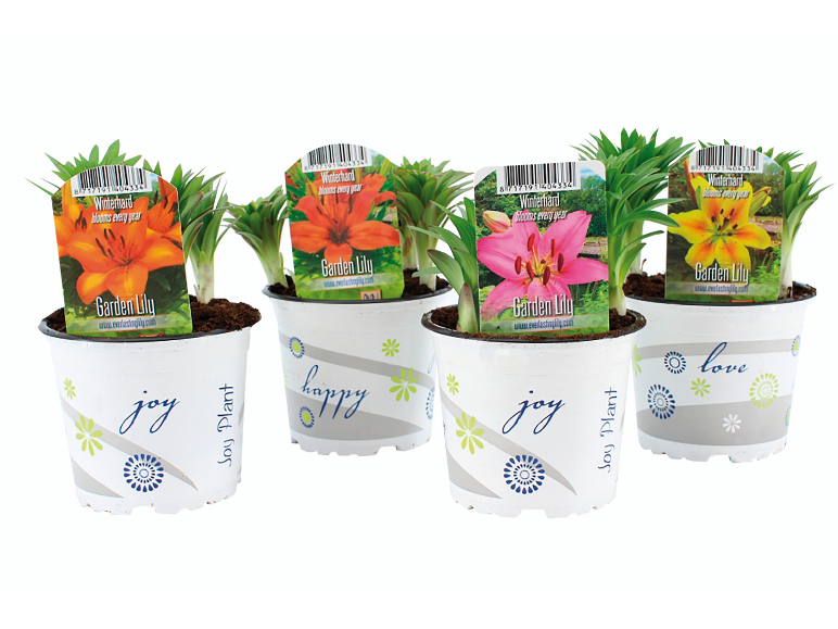 Quattro vasi di gigli da giardino con fiori arancioni, rosa e gialli, con le parole 'joy', 'happy' e 'love'.