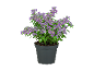 Pianta fiorita viola in un vaso grigio