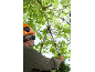 Uomo con casco di sicurezza pota rami d'albero con troncarami.