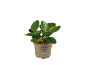 Pianta verde in vaso di plastica 100% riciclata e riciclabile.