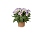 Pianta in vaso con fiori bianchi e bordi viola