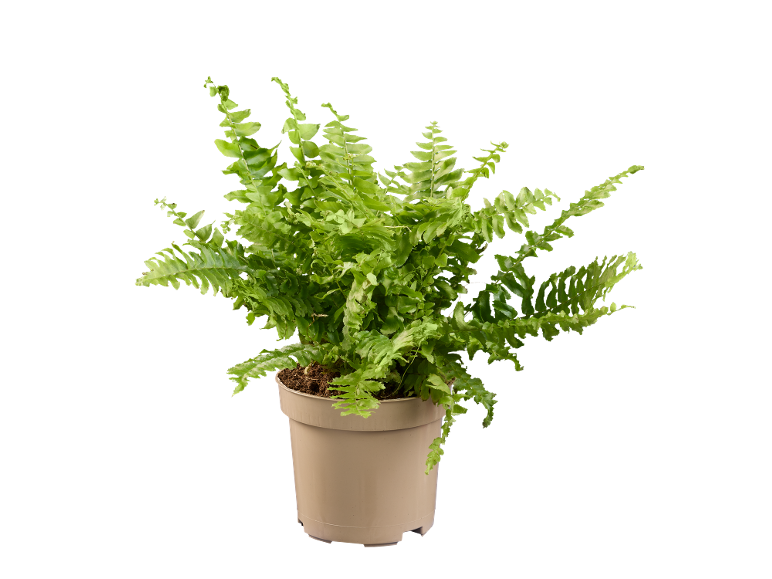 Felce verde in vaso di plastica beige su sfondo nero.