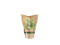Pianta in vaso con confezione di carta marrone, con la scritta 'HEALTHY AND PURIFYING'.