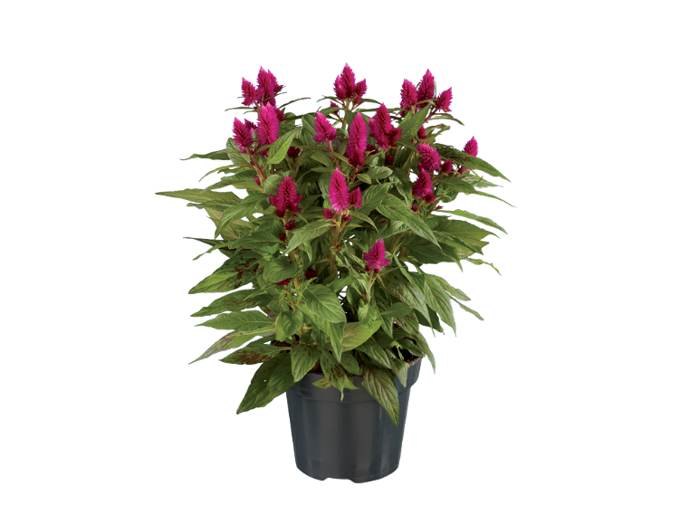 Pianta di celosia con fiori fucsia in un vaso grigio.