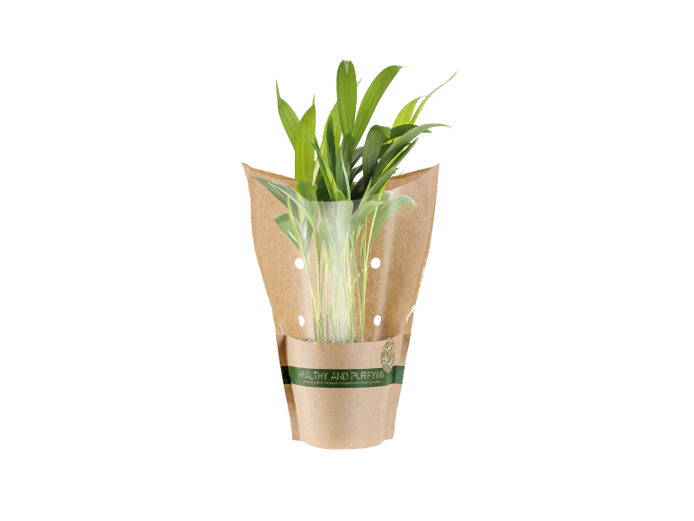 Pianta in vaso con confezione di carta marrone, 'HEALTHY AND PURIFYING' stampato.