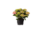 Ortensia in vaso con fiori rosa e verdi