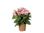 Pianta in vaso con fiori di lisianthus rosa e foglie verdi.