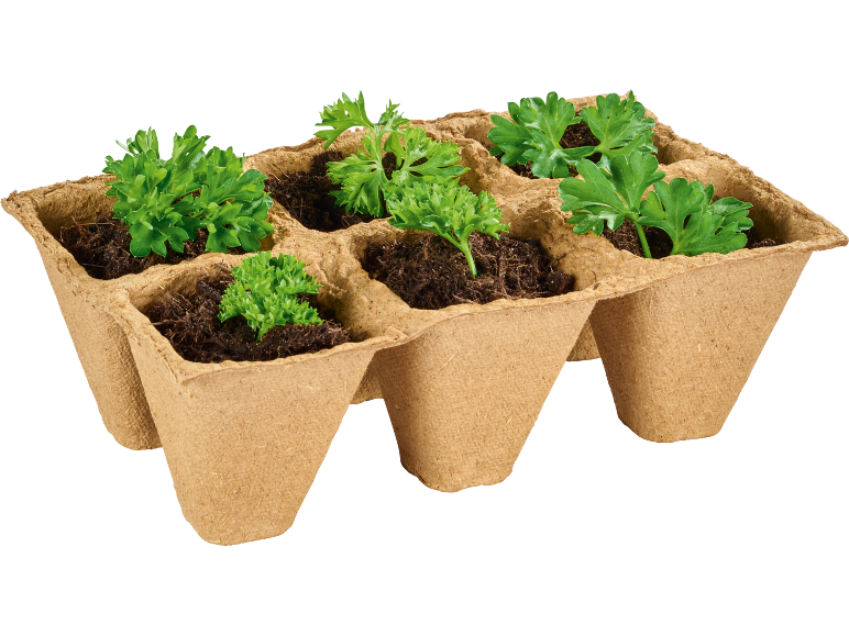 Piantine di prezzemolo in vassoio di semina biodegradabile.