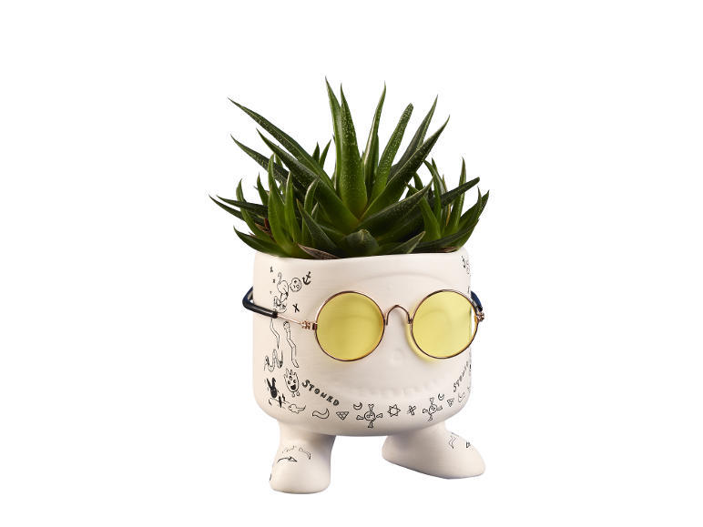 Pianta succulenta in vaso bianco con occhiali da sole gialli e disegni scarabocchiati.