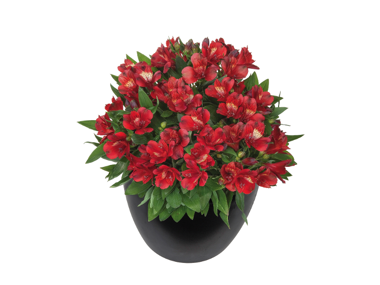 Pianta di alstroemeria rossa in vaso nero.