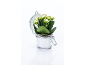 Pianta di kalanchoe con fiori bianchi in un barattolo di vetro con coperchio aperto.