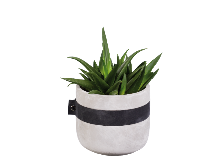Pianta in vaso in un vaso bianco con fascia nera.