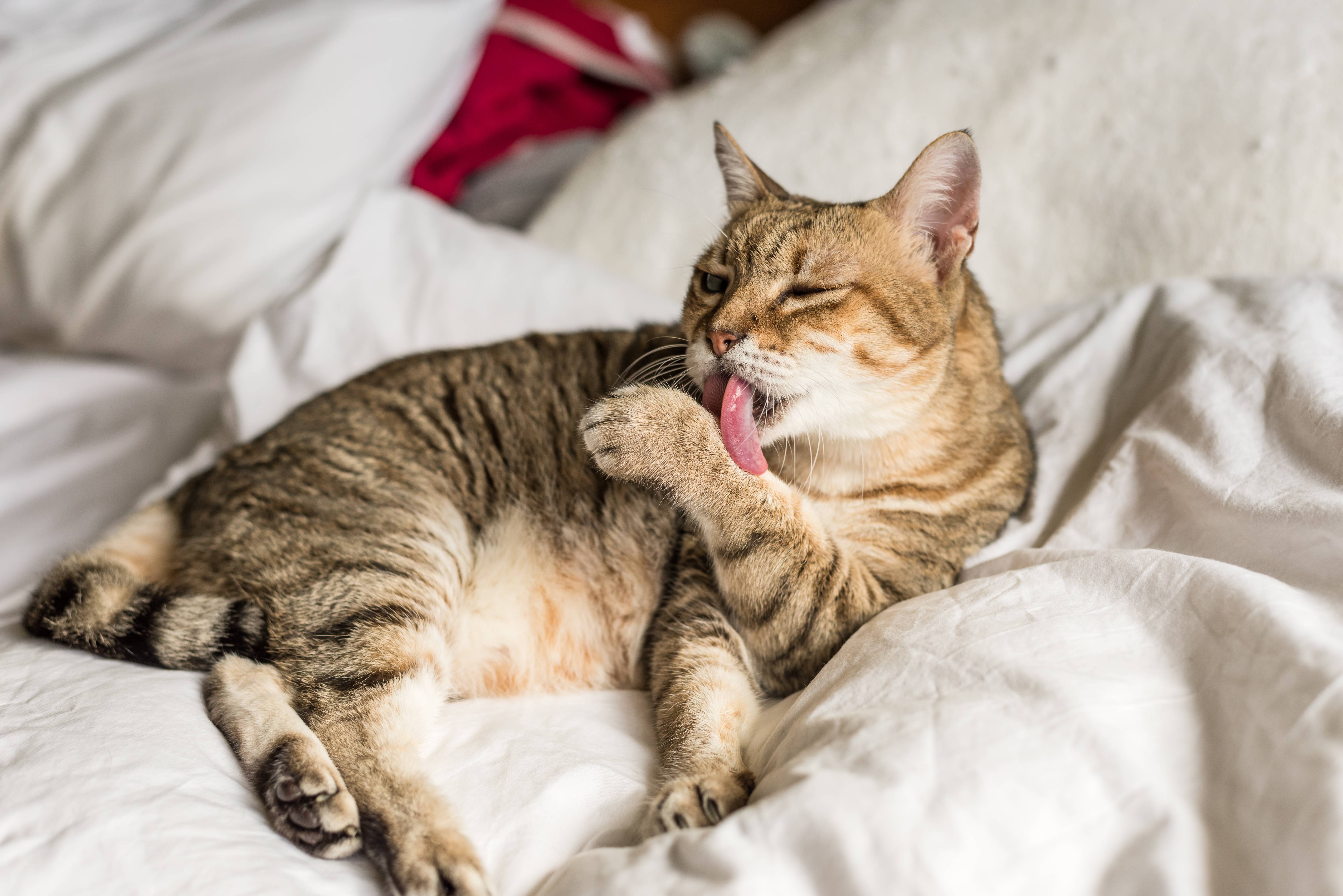 Gatto tigrato che si lava su lenzuola bianche.