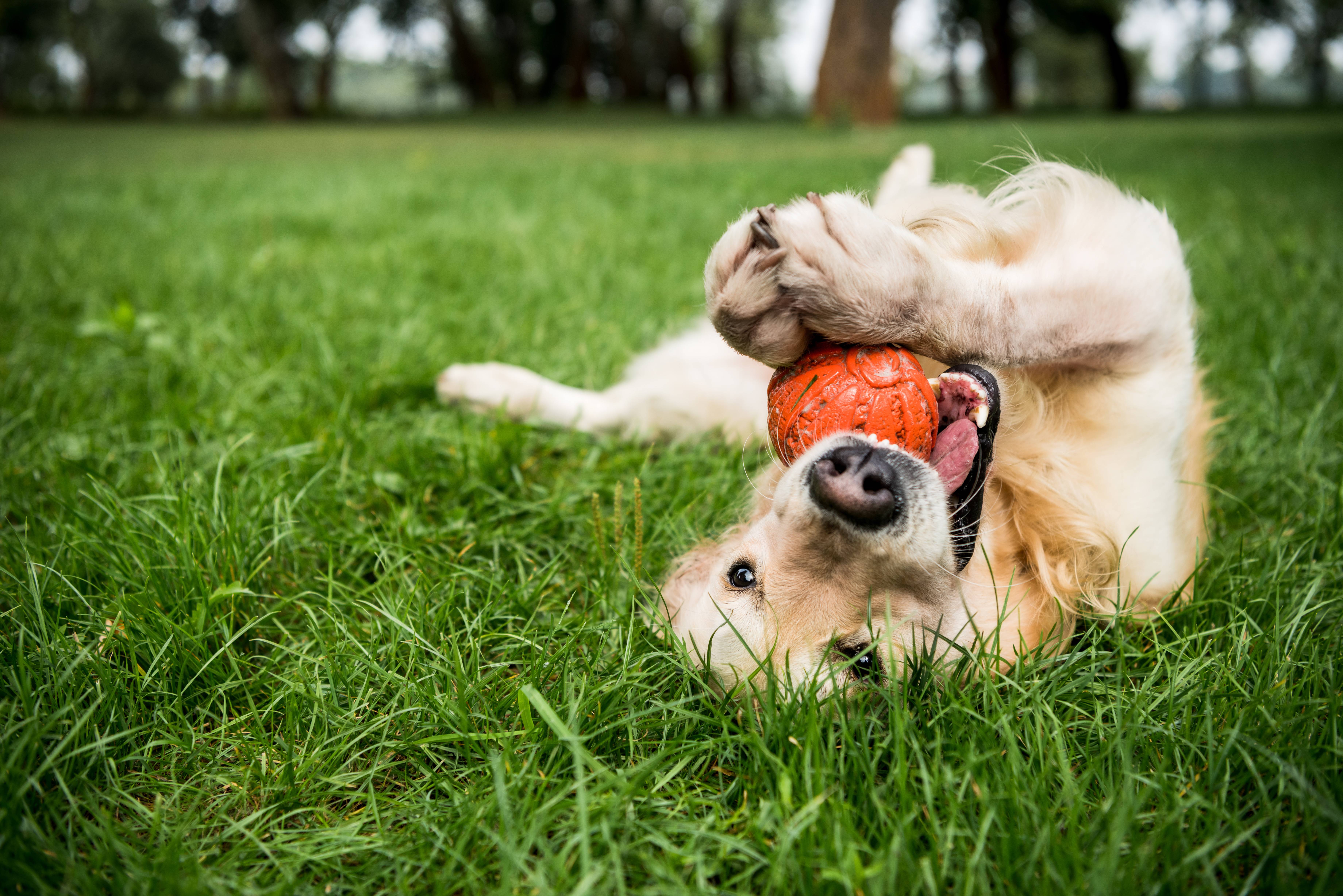 Golden retriever sdraiato sulla schiena nell'erba, che gioca con una palla arancione.