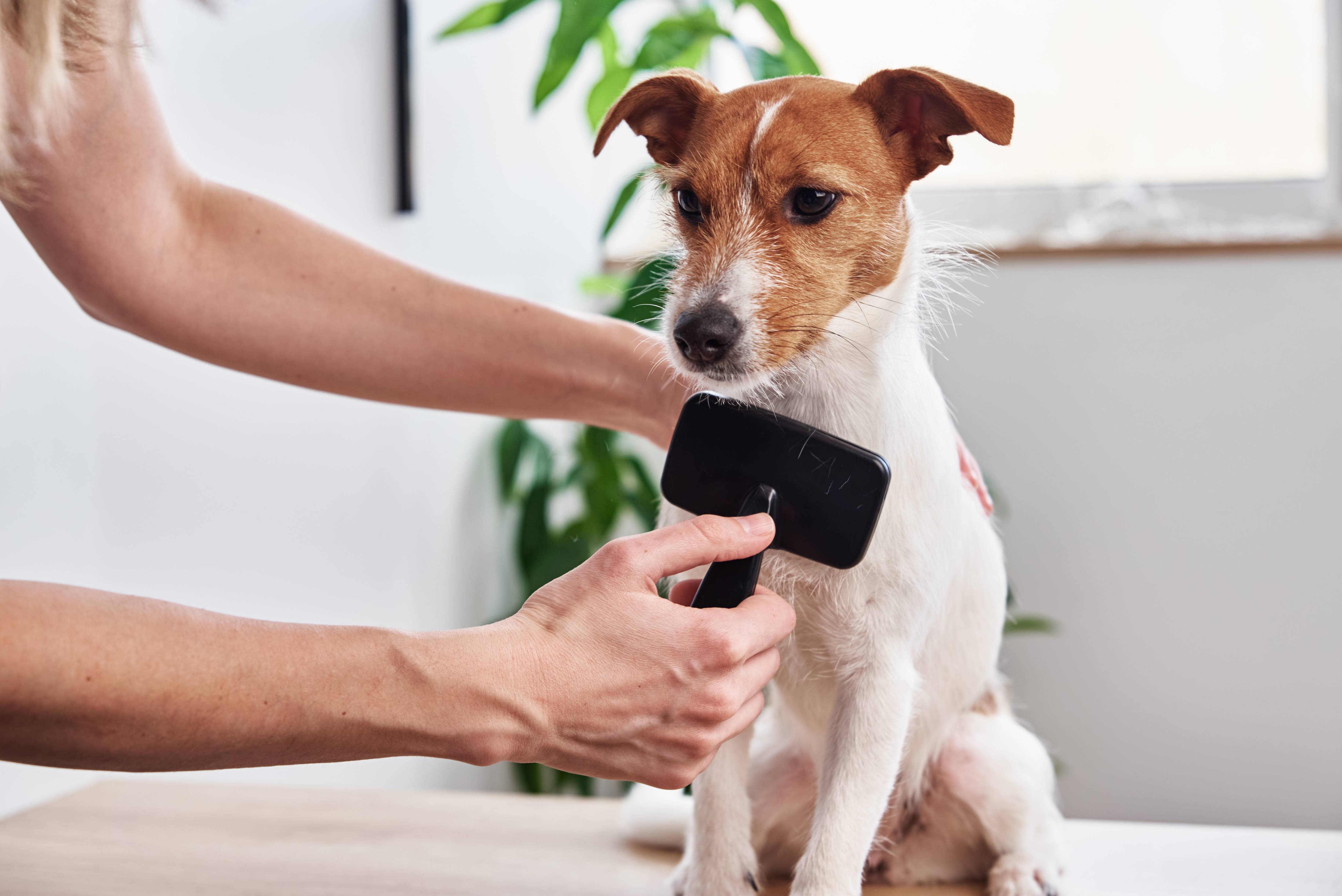 Donna spazzola un cane seduto su un tavolo, con pianta e finestra sullo sfondo.
