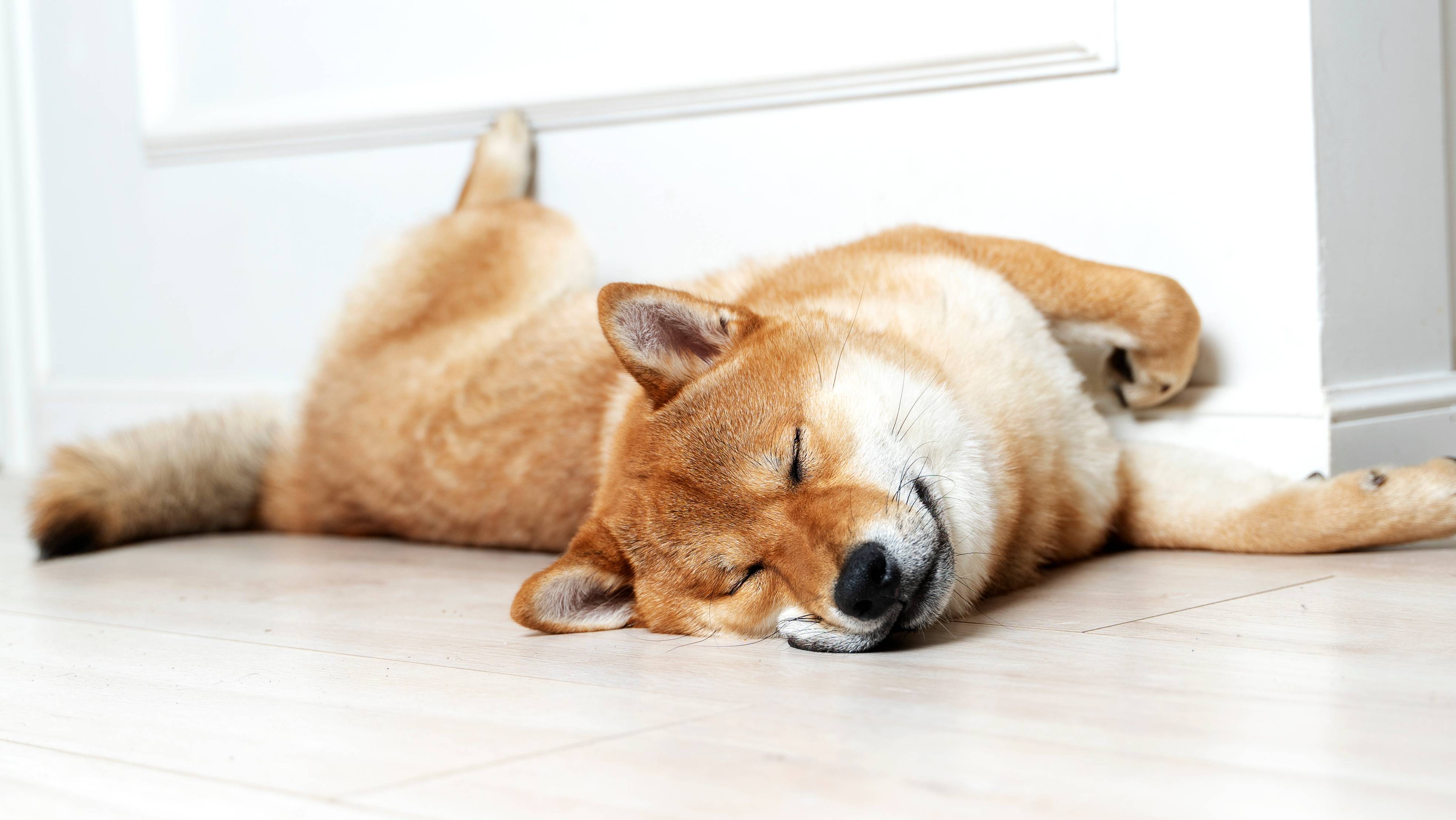 Cane Shiba Inu addormentato sdraiato sul pavimento vicino al muro.