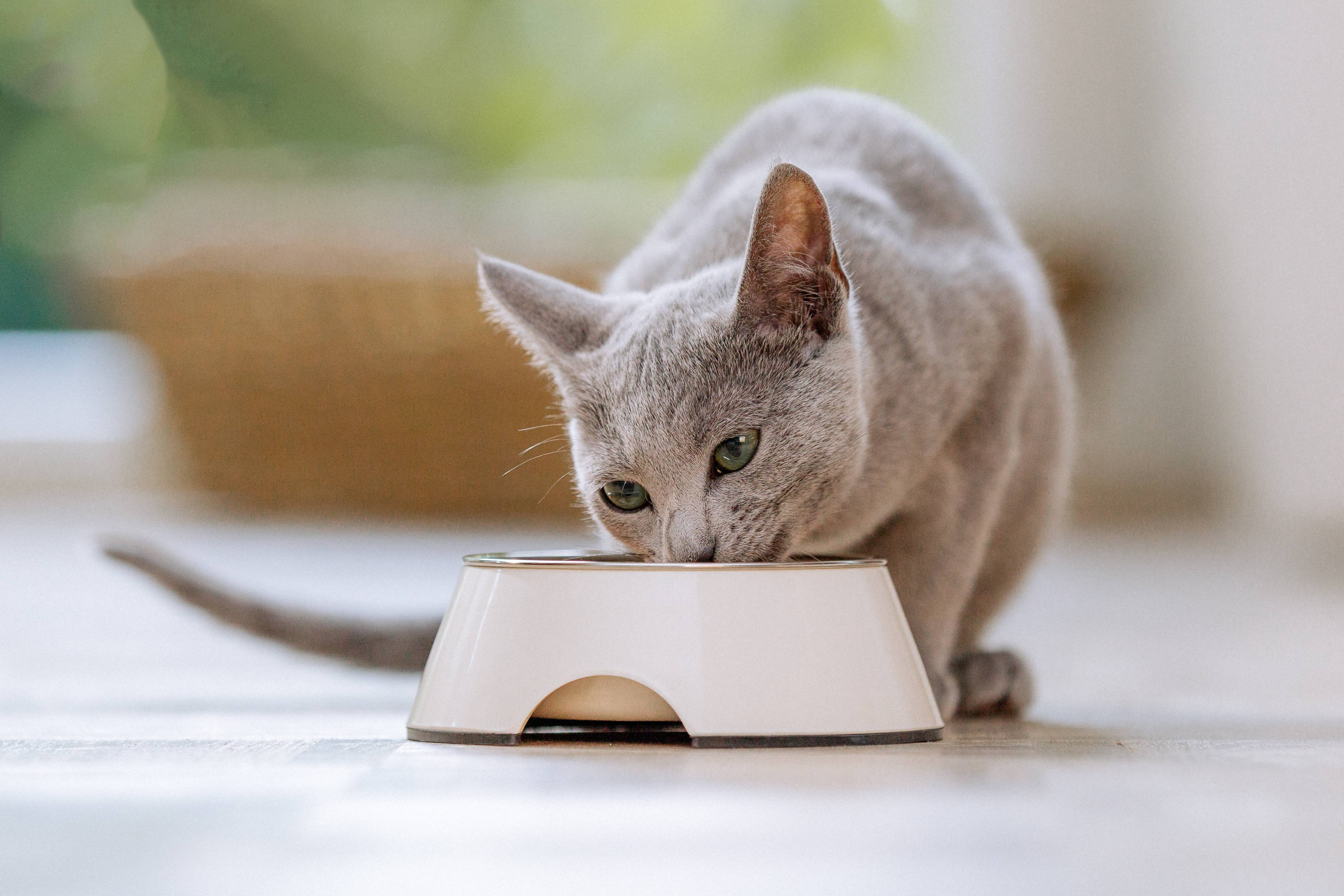 Gatto grigio che mangia da una ciotola bianca per animali su un pavimento chiaro.