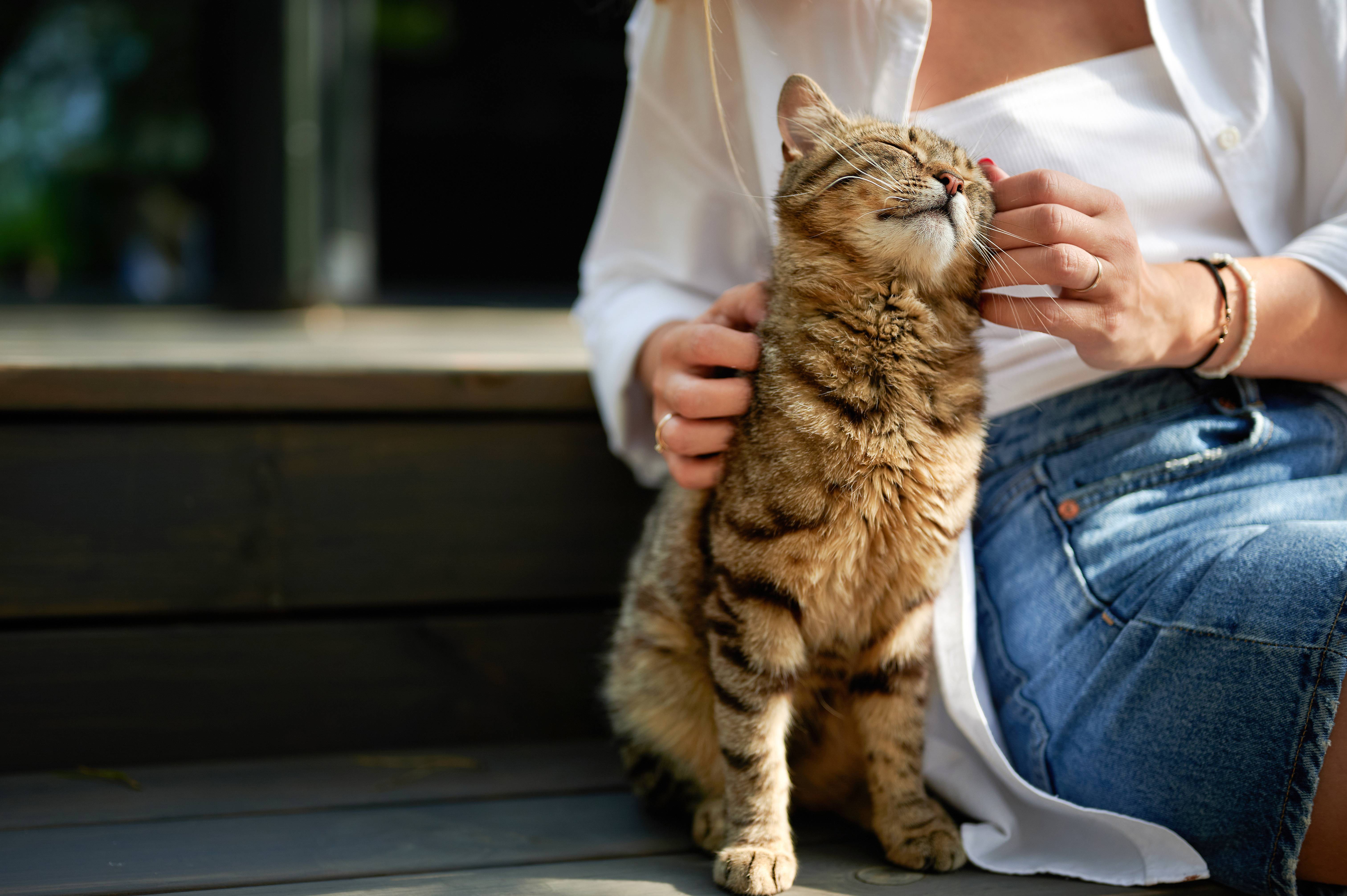 Donna che accarezza un gatto tigrato che strizza gli occhi per il piacere.