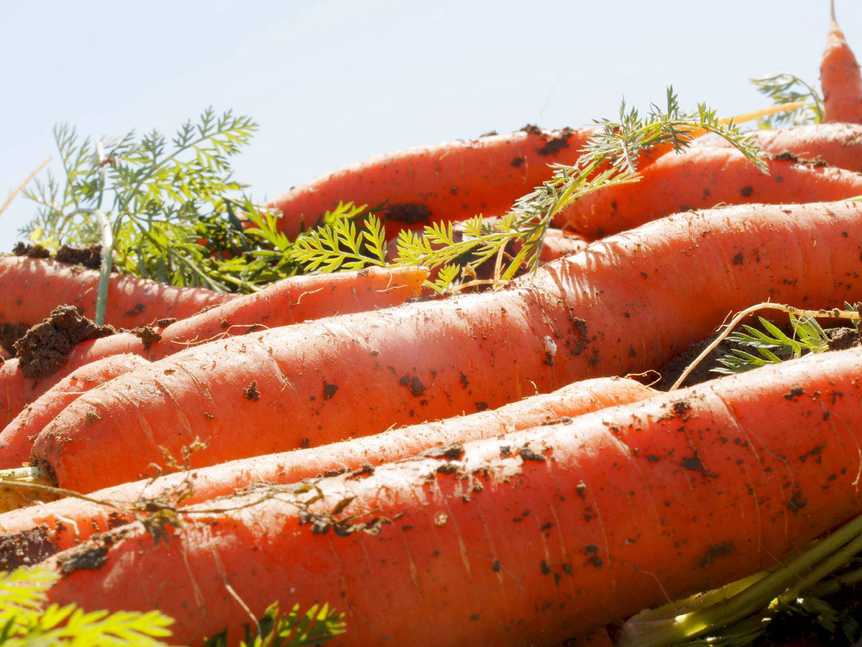 Carota di Ispica IGP