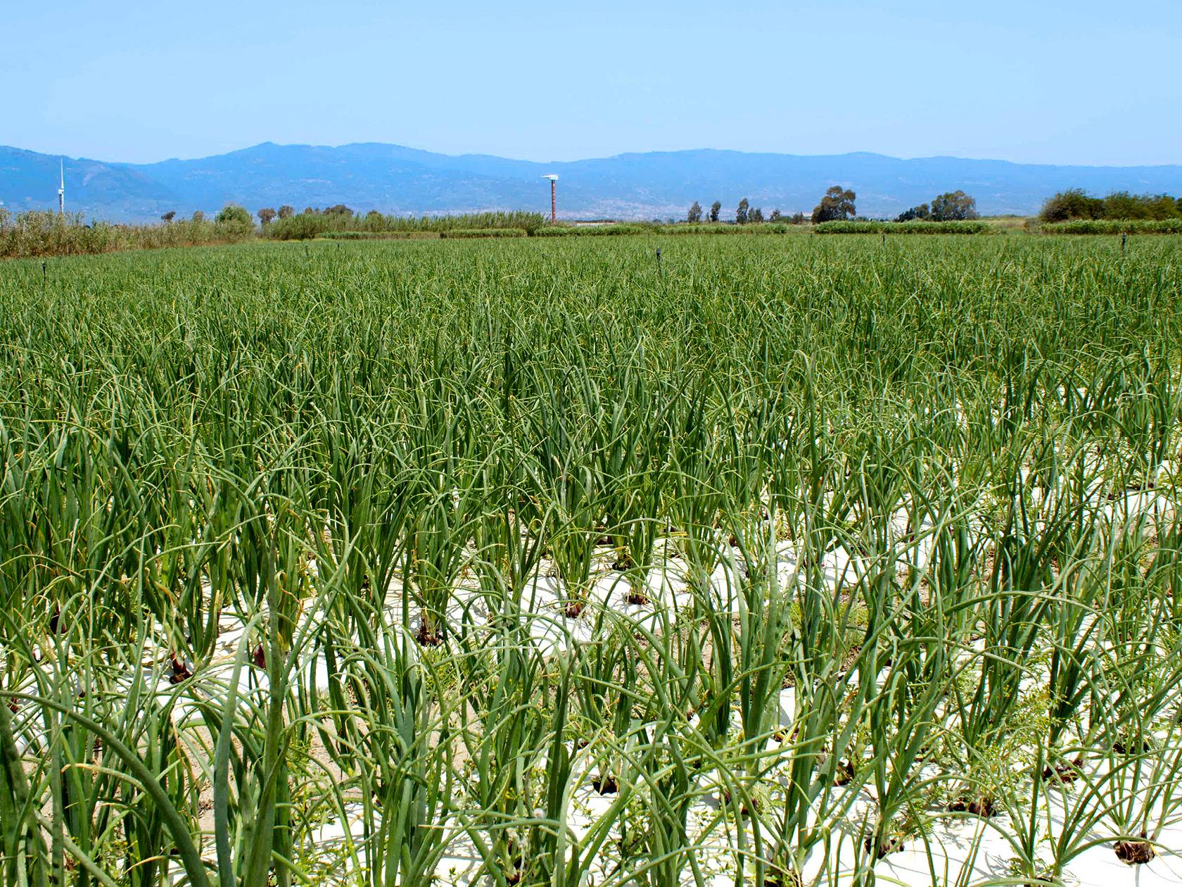 Cipollotto rosso di Tropea IGP